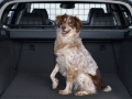 451x252_accessories_int_doggrid_x0460039