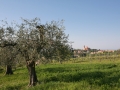 img_4300coriano