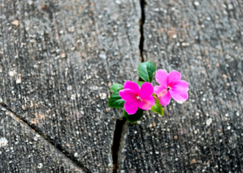 Wild flower growing out of concrete cracked.